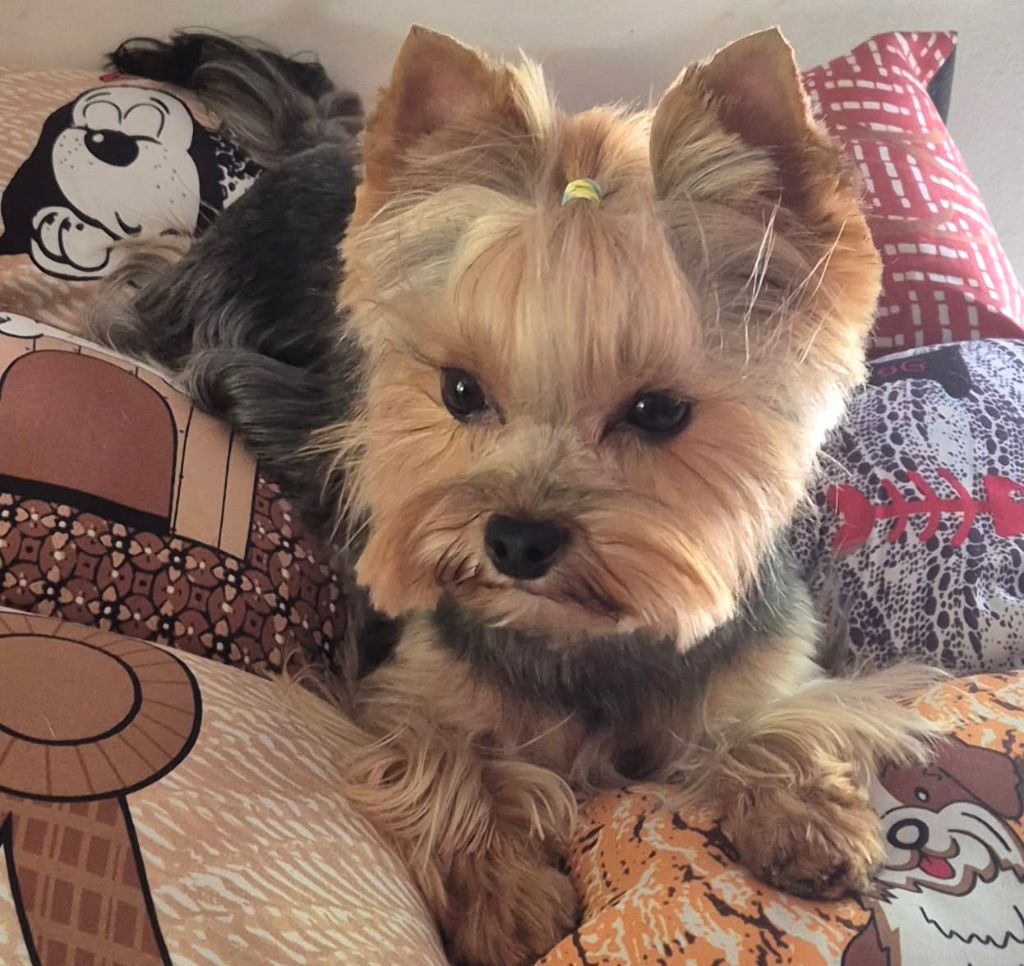 Publication : Du Paradis De L'Isle