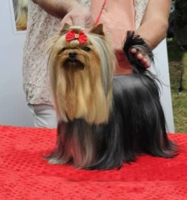 Publication : D'ivena des lys 