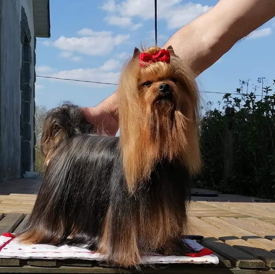 Publication : D'ivena des lys 