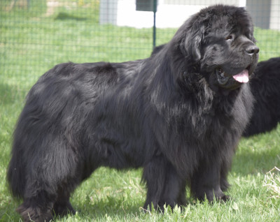 Étalon Terre-neuve - Luce du haut Selvage