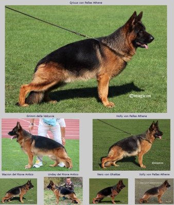 Étalon Berger Allemand - CH. QRIXUS von pallas athene