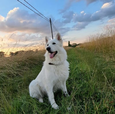 Étalon Berger Blanc Suisse - Symka Du Clos Des Ombres Blanches