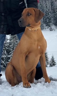 Tyson des carpates Titre Initial