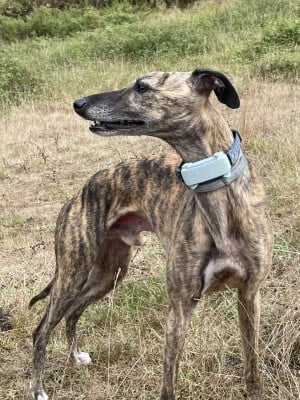 Pipiou swiss of the Moon