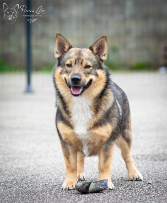 Sowilo Des pins ardéchois