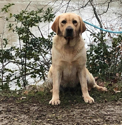 Étalon Labrador Retriever - Saphir Du Domaine De Miya