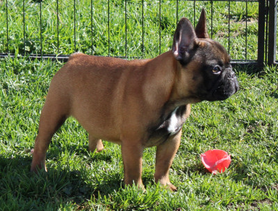 Étalon Bouledogue français - UPOLINE du berger de la vallée des géants