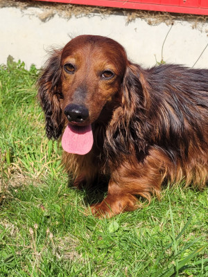 Étalon Teckel poil long - Toy-story Du Clos Des Bords De Mer