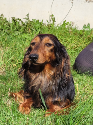 Étalon Teckel poil long - Urbane des terres de bourguenailles