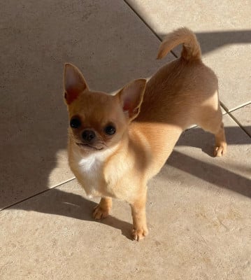 Étalon Chihuahua - Under A Sky On Fire Des Ours Gris