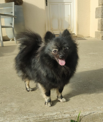 Étalon Spitz allemand - UKUMI du Jardin de Chimère