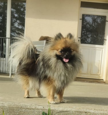 Étalon Spitz allemand - QUENNY (Sans Affixe)