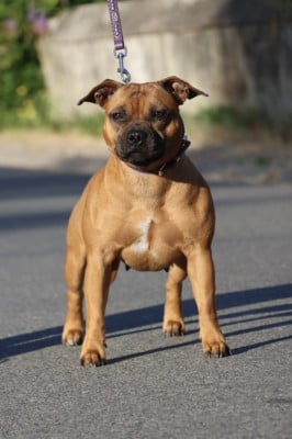 Étalon Staffordshire Bull Terrier - Sonita Wilson de boxpo