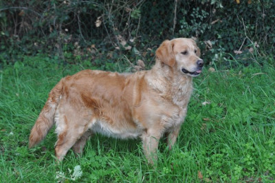 Étalon Golden Retriever - Rustine (Sans Affixe)