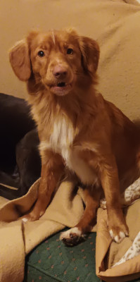 Étalon Retriever de la Nouvelle-Ecosse - CH. twilight des pattes calines