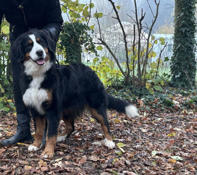 Étalon Bouvier Bernois - Unicorn des îles aux falaises Des Iles Aux Falaises
