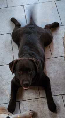 Étalon Labrador Retriever - tresor D'Altesse Et Ses Retrievers