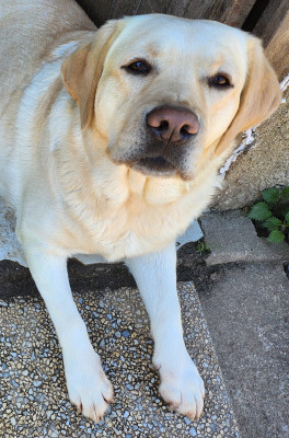 Étalon Labrador Retriever - topaze D'Altesse Et Ses Retrievers