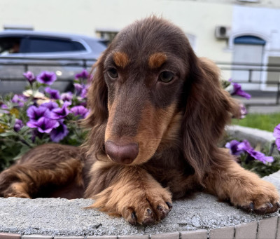 Étalon Teckel poil long - velsi vim Grammy