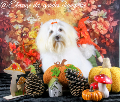 Étalon Bichon Havanais - A la folie des gardes champêtre Des gardes champetres
