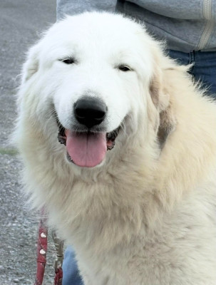 Étalon Chien de Montagne des Pyrenees - Ustaritz Du Massif De l'Esterel
