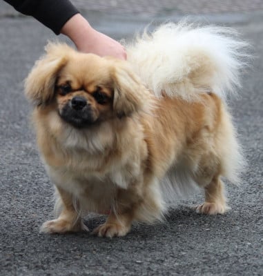 Étalon Epagneul tibetain - R'mione des Lueurs d'Antares