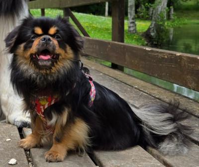 Étalon Epagneul tibetain - Tchiidorée Les Petites Truffes De Dalye