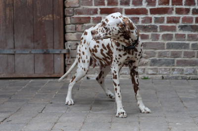 Étalon Dalmatien - UTOPIE Du Paradis d'Anais