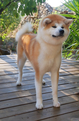 Étalon Akita - Uchuusen Kaori Hana Go Des dragons du soleil rouge