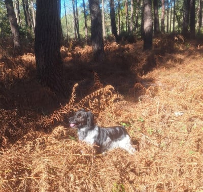 Sanka dit Simba Des caprices de solmar