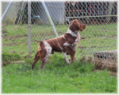 Étalon Epagneul Breton - Nouky (Sans Affixe)