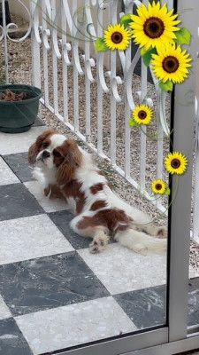 Étalon Cavalier King Charles Spaniel - VELOUR Du Mas De Dixie