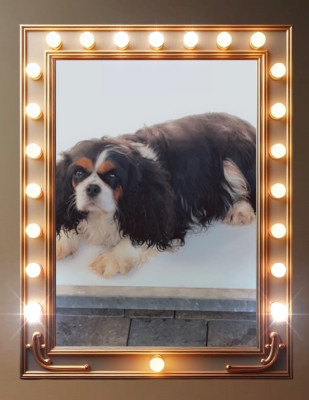 Étalon Cavalier King Charles Spaniel - Valentine des lutins malins