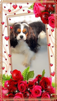 Étalon Cavalier King Charles Spaniel - Virgule Du clos kemorick