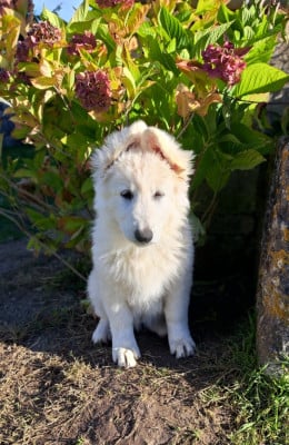 Étalon Berger Blanc Suisse - Aimée Athéna Z Des Bergers Du Vallon