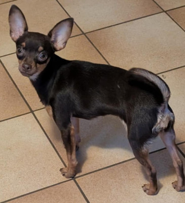 Étalon Russkiy Toy (Petit Chien Russe) - Vespa By Bidule