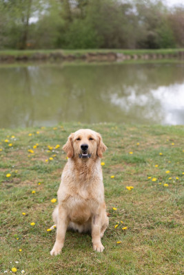 Étalon Golden Retriever - angie des fields d'est