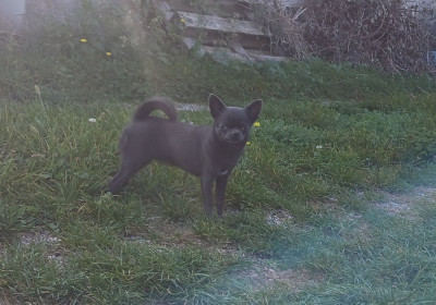 Étalon Chihuahua - VIOLET GRANTHAM COUNTESS Des Brumes Du Lormant