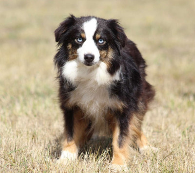 Étalon Berger Américain Miniature - Ushuaia de l'Angelarde