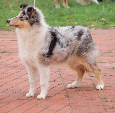 Étalon Colley à poil long - Abby De Charletienne