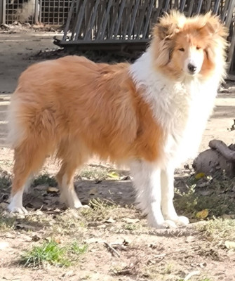 Étalon Colley à poil long - Apple De Charletienne