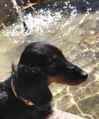 Étalon Teckel poil long - Basshubert Lina