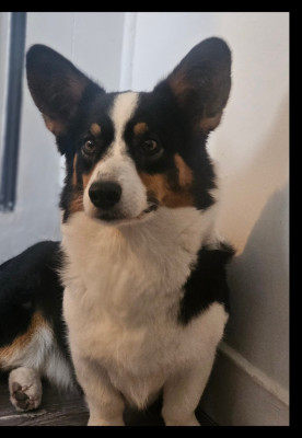 Étalon Welsh Corgi Cardigan - TATOO (Sans Affixe)