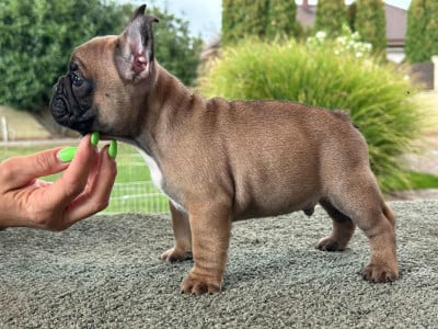 Étalon Bouledogue français - carpe diem bulldog AS DE PIQUE