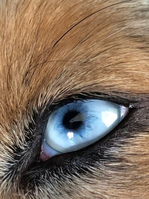 Étalon Berger Américain Miniature - VENUS du mas du grand sauvage