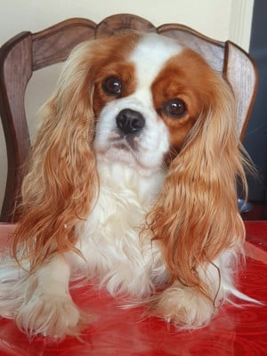 Étalon Cavalier King Charles Spaniel - Stécie (Sans Affixe)