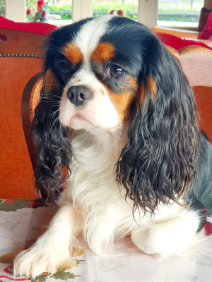 Étalon Cavalier King Charles Spaniel - Shippie du domaine de la villette