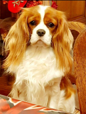 Étalon Cavalier King Charles Spaniel - Stella du domaine de lavillette