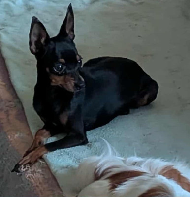 Étalon Russkiy Toy (Petit Chien Russe) - Vanille-Siberia au Royaume D'ultra