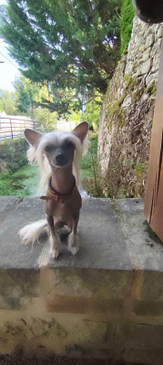 Étalon Chien chinois à crête - Pets High Ulan bator